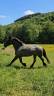 Mare Draft Cross For sale 2021 Other color