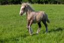 Filly Origin Recorded For sale 2025 Palomino