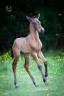 Colt PRE Pure Spanish Bred For sale 2025 Bay