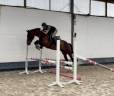 Gelding KWPN Dutch Warmblood For sale 2021 Bay
