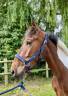 Gelding sBs Belgian Warmblood For sale 2021 Coloured