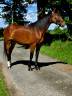 Mare French Trotter For sale 2020 Bay