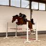 Gelding Zangersheide For sale 2020 Bay
