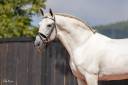 Stallion PRE Pure Spanish Bred For sale 2010 Grey