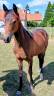 Filly Anglo-Arabian For sale 2024 Bay