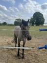 Entire French Saddle Pony For sale 2023 Grey