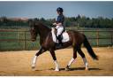 Mare KWPN Dutch Warmblood For sale 2019 Dark Bay