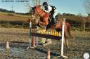 Mare Other Pony Breed For sale 2010 Chesnut