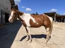 Gelding Paint For sale 2011 Tobiano