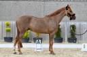 Gelding Zangersheide For sale 2021 Chesnut