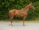 Gelding Selle Français For sale 2021 Chesnut