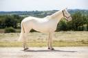 Gelding BWP Belgian Warmblood For sale 2022 Cremello