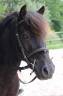 Gelding No Origin Recorded For sale 2008 Black