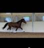 Mare Oldenburg For sale 2021 Bay