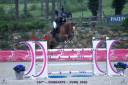 Gelding Selle Français For sale 2016 Liver chestnut