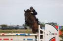 Gelding Selle Français For sale 2017 Dark Bay