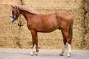 Entire BWP Belgian Warmblood For sale 2023 Chesnut