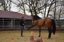 Gelding PRE Pure Spanish Bred For sale 2015 Buckskin