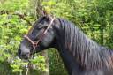 Entire PRE Pure Spanish Bred For sale 2022 Black