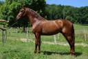 Entire PRE Pure Spanish Bred For sale 2022 Chesnut
