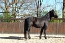 Gelding Mérens For sale 2022 Black