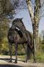 Mare PRE Pure Spanish Bred For sale 2021 Black