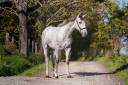 Entire PRE Pure Spanish Bred For sale 2023 Grey