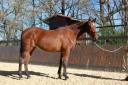 Mare PRE Pure Spanish Bred For sale 2022 Bay
