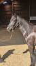 Mare Mérens For sale 2023 Black