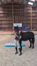 Mare Mérens For sale 2019 Black