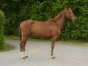 Gelding Selle Français For sale 2020 Chesnut