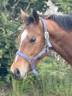 Gelding Anglo-Arabian For sale 2020 Bay