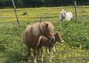 Broodmare Shetland Pony For sale 2016 Chesnut