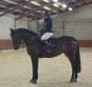 Mare KWPN Dutch Warmblood For sale 2018 Bay