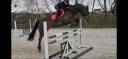 Mare KWPN Dutch Warmblood For sale 2018 Bay