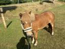 Gelding Shetland Pony For sale 2019 Chesnut