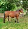 Filly Connemara For sale 2020 Bay