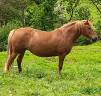 Mare Connemara For sale 2019 Chesnut