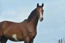 Gelding AES Anglo European Studbook For sale 2022 Coloured