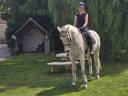 Gelding KWPN Dutch Warmblood For sale 2015 Grey