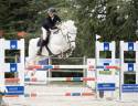 Stallion Connemara For sale 2015 Grey