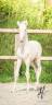Colt Lusitano For sale 2025 Cream