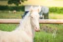 Colt Lusitano For sale 2025 Cream
