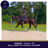 Mare Thoroughbred For sale 2020 Bay