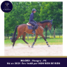 Gelding Thoroughbred For sale 2021 Bay
