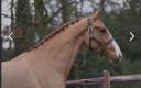Mare KWPN Dutch Warmblood For sale 2019 Chesnut