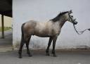 Gelding Connemara For sale 2020 Red roan