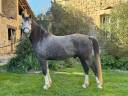 Gelding Arabian Half Blood For sale 2019 Grey