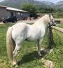 Gelding Camargue For sale 2010 White