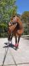 Gelding Irish Sport Horse For sale 2009 Bay